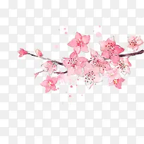 水彩樱花-空若网 水彩樱花-空若网