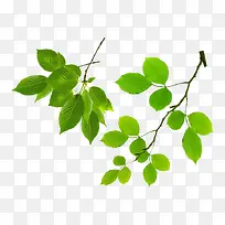 卡通树叶-空若网 卡通树叶-空若网