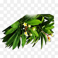 ��ɫ��Ҷ-������