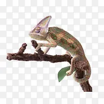 爬行动物-空若网 爬行动物-空若网