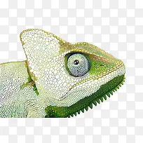 蜥蜴-空若网 蜥蜴-空若网
