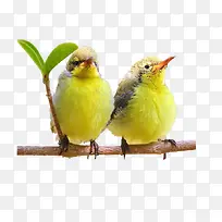 树枝上的小鸟-空若网 树枝上的小鸟-空若网