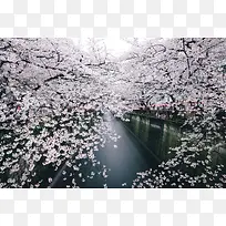 唯美河流樱花摄影图-空若网 唯美河流樱花摄影图-空若网