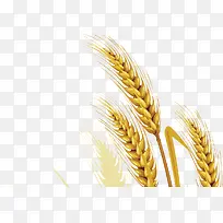 小麦-空若网 小麦-空若网