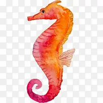 手绘海洋生物-空若网 手绘海洋生物-空若网