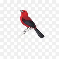 矢量红色鸟-空若网 矢量红色鸟-空若网