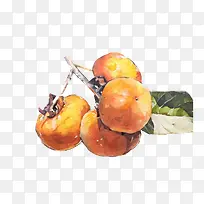 柿子手绘画免费下载-空若网 柿子手绘画免费下载-空若网