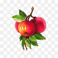 水彩食物-空若网 水彩食物-空若网