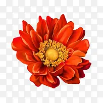 卡通手绘卡通红色花朵-空若网 卡通手绘卡通红色花朵-空若网