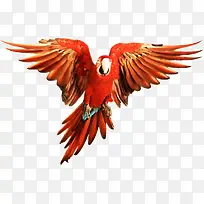 卡通鹦鹉-空若网 卡通鹦鹉-空若网