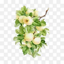 ˮ��ʳ��-������