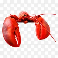 龙虾-空若网 龙虾-空若网