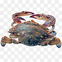 螃蟹-空若网 螃蟹-空若网