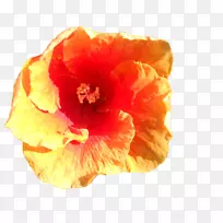 木槿开花植物花瓣-空若网 木槿开花植物花瓣-空若网