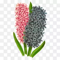 花风信子画夹艺术-风信子-空若网 花风信子画夹艺术-风信子-空若网