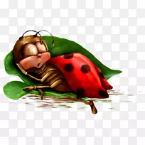 夜间动画早间摄影-瓢虫-空若网 夜间动画早间摄影-瓢虫-空若网