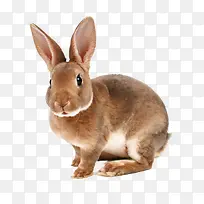 可爱的兔子-空若网 可爱的兔子-空若网