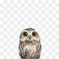 猫头鹰动物手绘插画-空若网 猫头鹰动物手绘插画-空若网