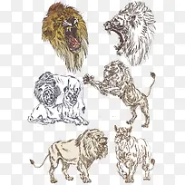 动物狮子-空若网 动物狮子-空若网