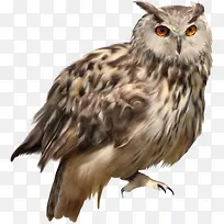 èͷӥ�ֻ�-������