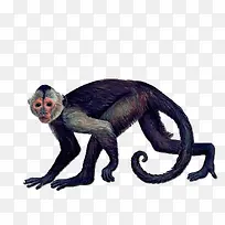 ��ͨ�ֻ涯��-������