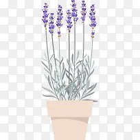 紫色美丽薰衣草-空若网 紫色美丽薰衣草-空若网