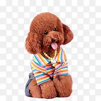 宠物可爱小狗-空若网 宠物可爱小狗-空若网