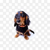 卡通手绘小狗-空若网 卡通手绘小狗-空若网