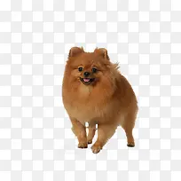 动物-空若网 动物-空若网