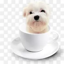 小狗-空若网 小狗-空若网