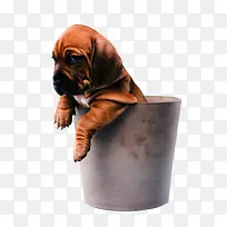 幽怨的沙皮狗-空若网 幽怨的沙皮狗-空若网