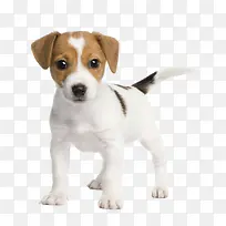 小白狗-空若网 小白狗-空若网