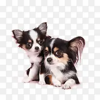 可爱卡通小狗素材-空若网 可爱卡通小狗素材-空若网