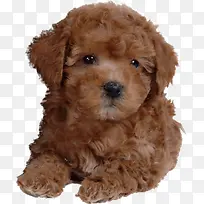 宠物可爱小狗-空若网 宠物可爱小狗-空若网