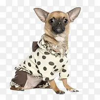 动物-空若网 动物-空若网