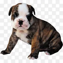 可爱小狗狗-空若网 可爱小狗狗-空若网