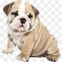 小狗斗牛犬哈巴狗矢量可爱-空若网 小狗斗牛犬哈巴狗矢量可爱-空若网