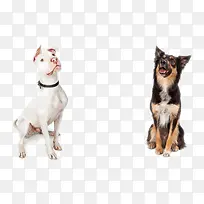 �ɰ���С��-������