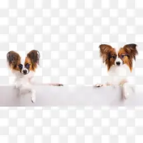 可爱的小狗-空若网 可爱的小狗-空若网