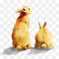 动物-空若网 动物-空若网