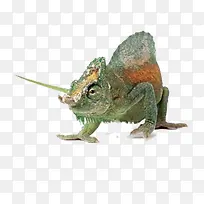 多彩变色龙-空若网 多彩变色龙-空若网