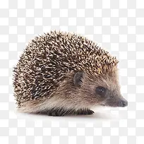 可爱的刺猬-空若网 可爱的刺猬-空若网