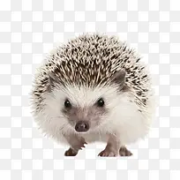 可爱的刺猬-空若网 可爱的刺猬-空若网