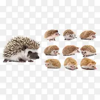 可爱的刺猬-空若网 可爱的刺猬-空若网