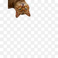 �ɰ�����è��-������