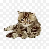 可爱猫咪-空若网 可爱猫咪-空若网