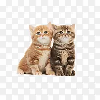 �ɰ�Сè-������