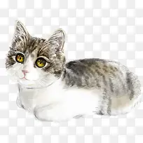 可爱猫咪-空若网 可爱猫咪-空若网