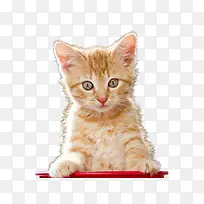 可爱小猫-空若网 可爱小猫-空若网