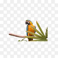 ����ɫ����-������